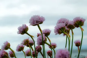 aran island flowers